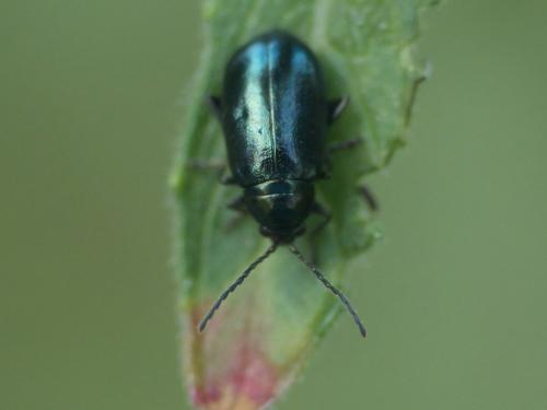 Réf. 222 603 : Altica sp.